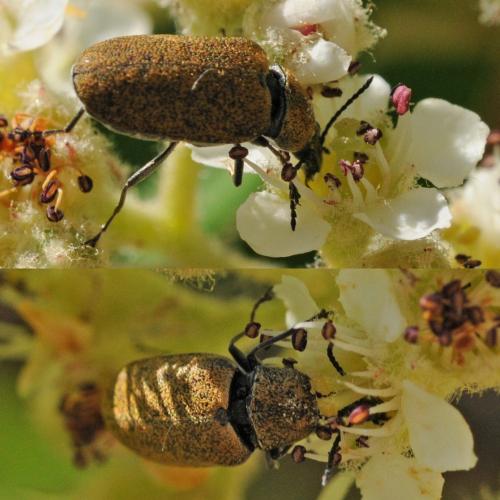 Mycterus curculioides